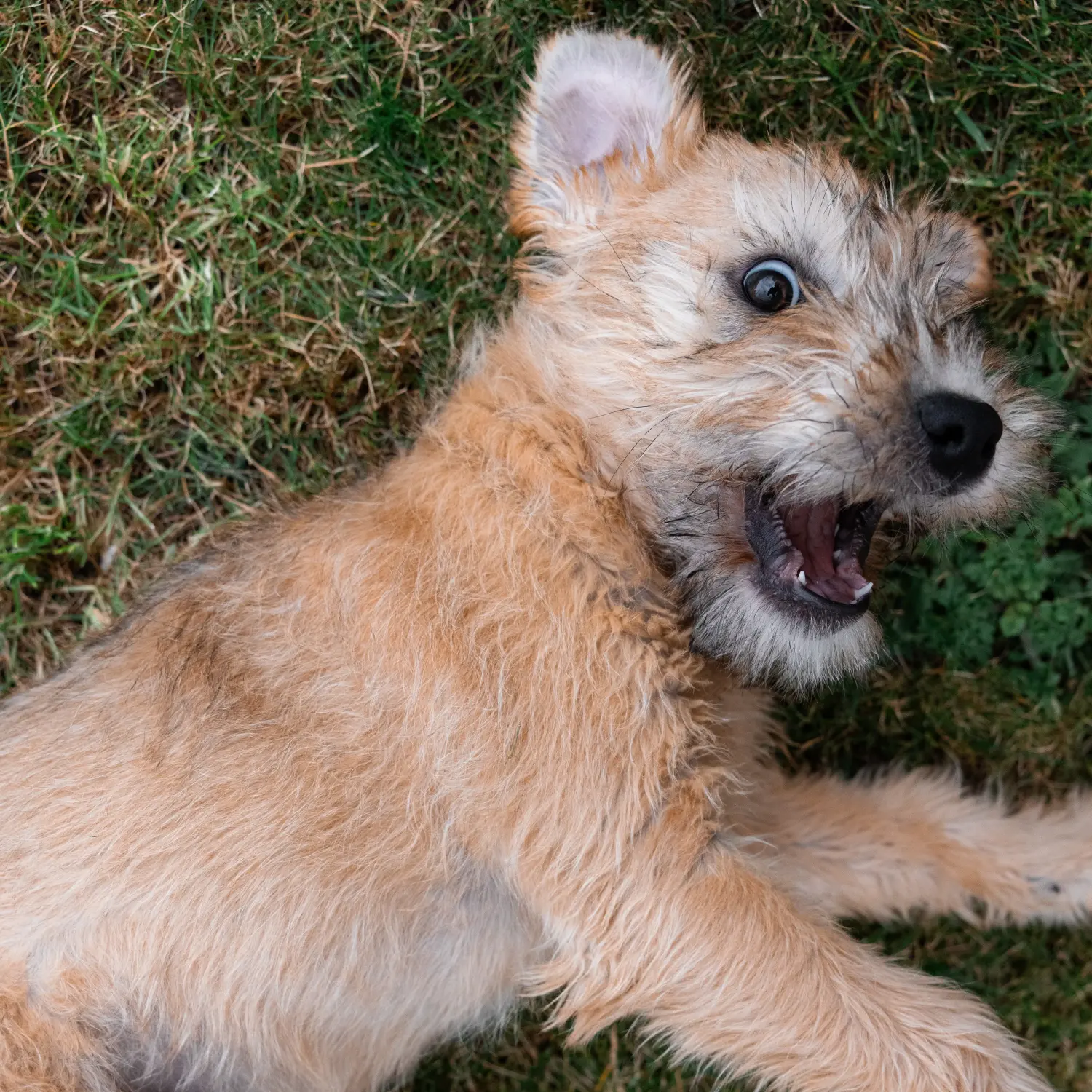 Een Ierse Soft Coated Wheaten Terrier puppy kopen betekent verantwoordelijkheid nemen! Ierse Soft Coated Wheaten Terrier puppy's kopen.