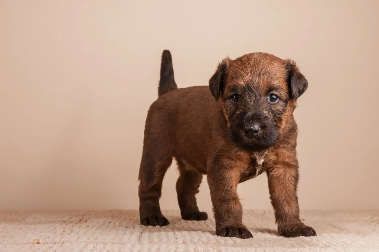 Een Ierse Terrier puppy kopen betekent verantwoordelijkheid nemen! Ierse Terrier puppy's kopen.