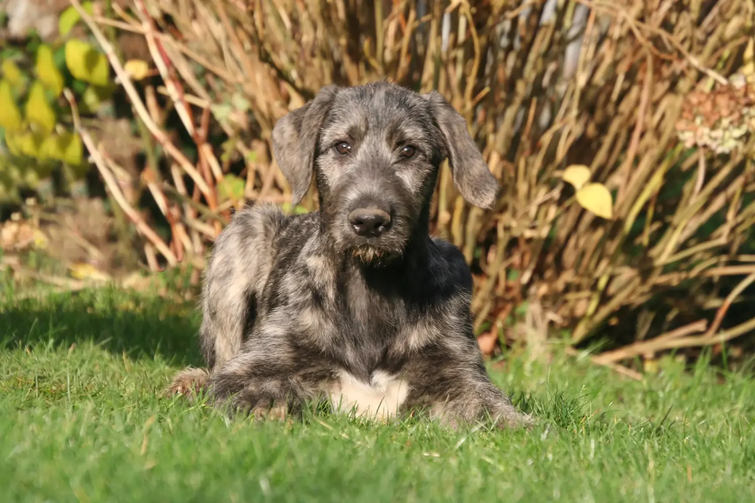 Een Ierse Wolfshond puppy kopen betekent verantwoordelijkheid nemen! Ierse wolfshond puppy's kopen.