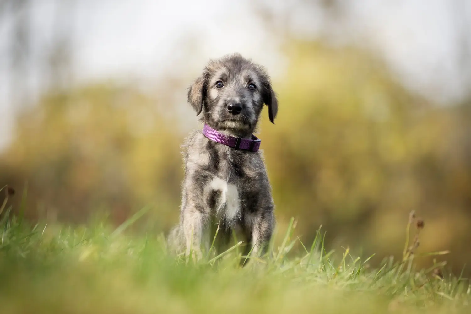 Een Ierse Wolfshond puppy kopen betekent verantwoordelijkheid nemen! Ierse wolfshond puppy's kopen.
