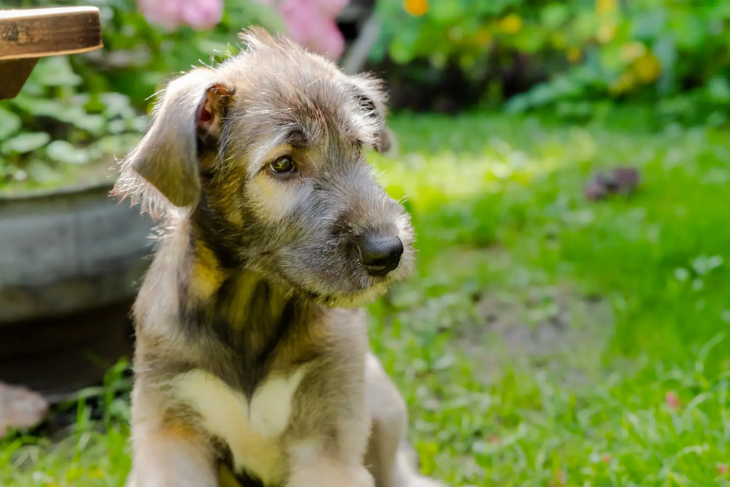 Een Ierse Wolfshond puppy kopen betekent verantwoordelijkheid nemen! Ierse wolfshond puppy's kopen.