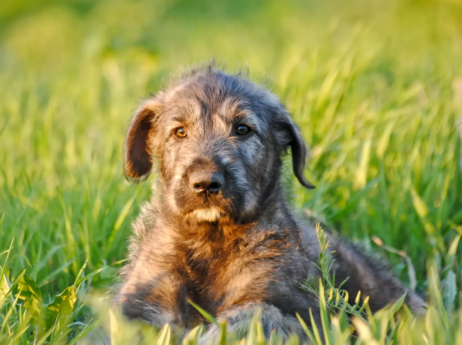 Een Ierse Wolfshond puppy kopen betekent verantwoordelijkheid nemen! Ierse wolfshond puppy's kopen.