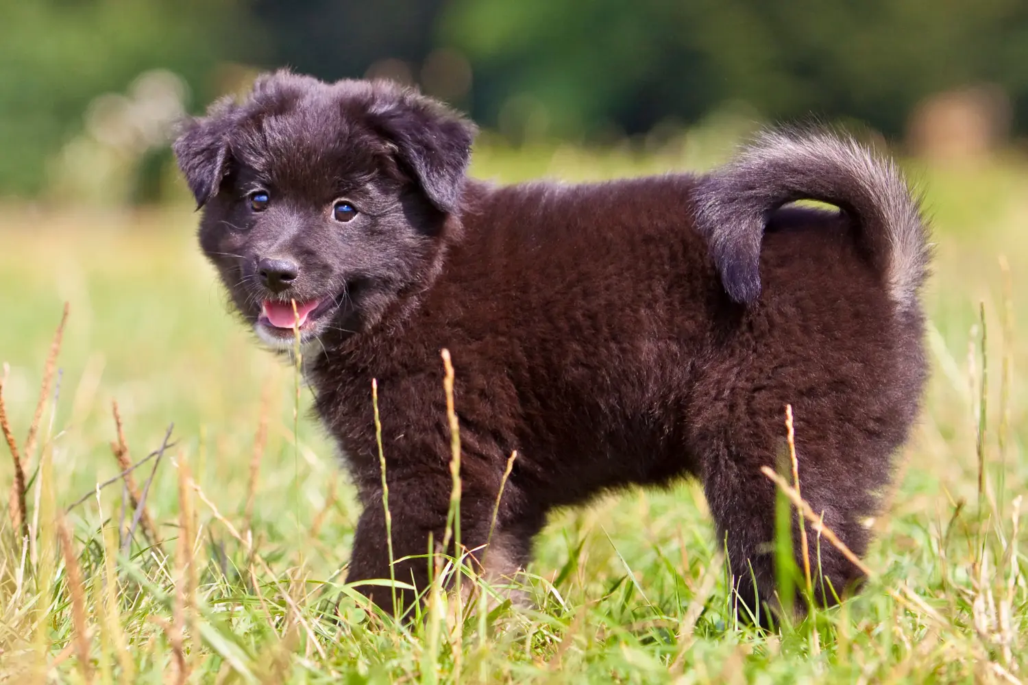 Een IJslandse hondenpup kopen betekent verantwoordelijkheid nemen! IJslandse hond puppy's kopen.