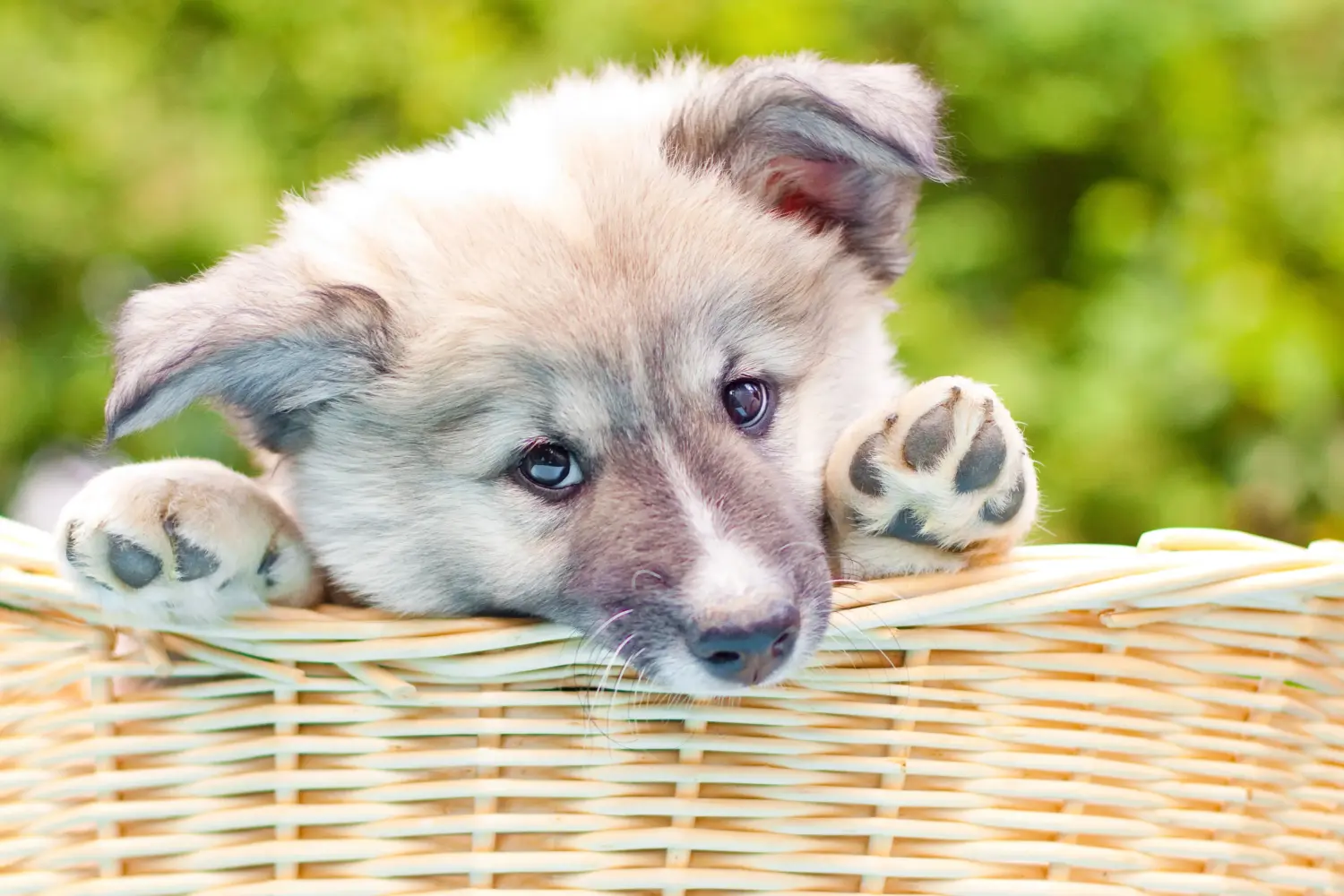 Een IJslandse hondenpup kopen betekent verantwoordelijkheid nemen! IJslandse hond puppy's kopen.