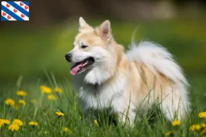 Lees meer over het artikel IJslandse hondenfokkers en puppies in Friesland
