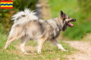 Lees meer over het artikel IJslandse hondenfokkers en pups in Overijssel