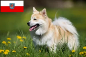 Lees meer over het artikel IJslandse hondenfokkers en pups in Thüringen