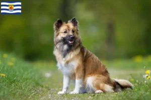 Lees meer over het artikel IJslandse hondenfokkers en puppies in Zeeland