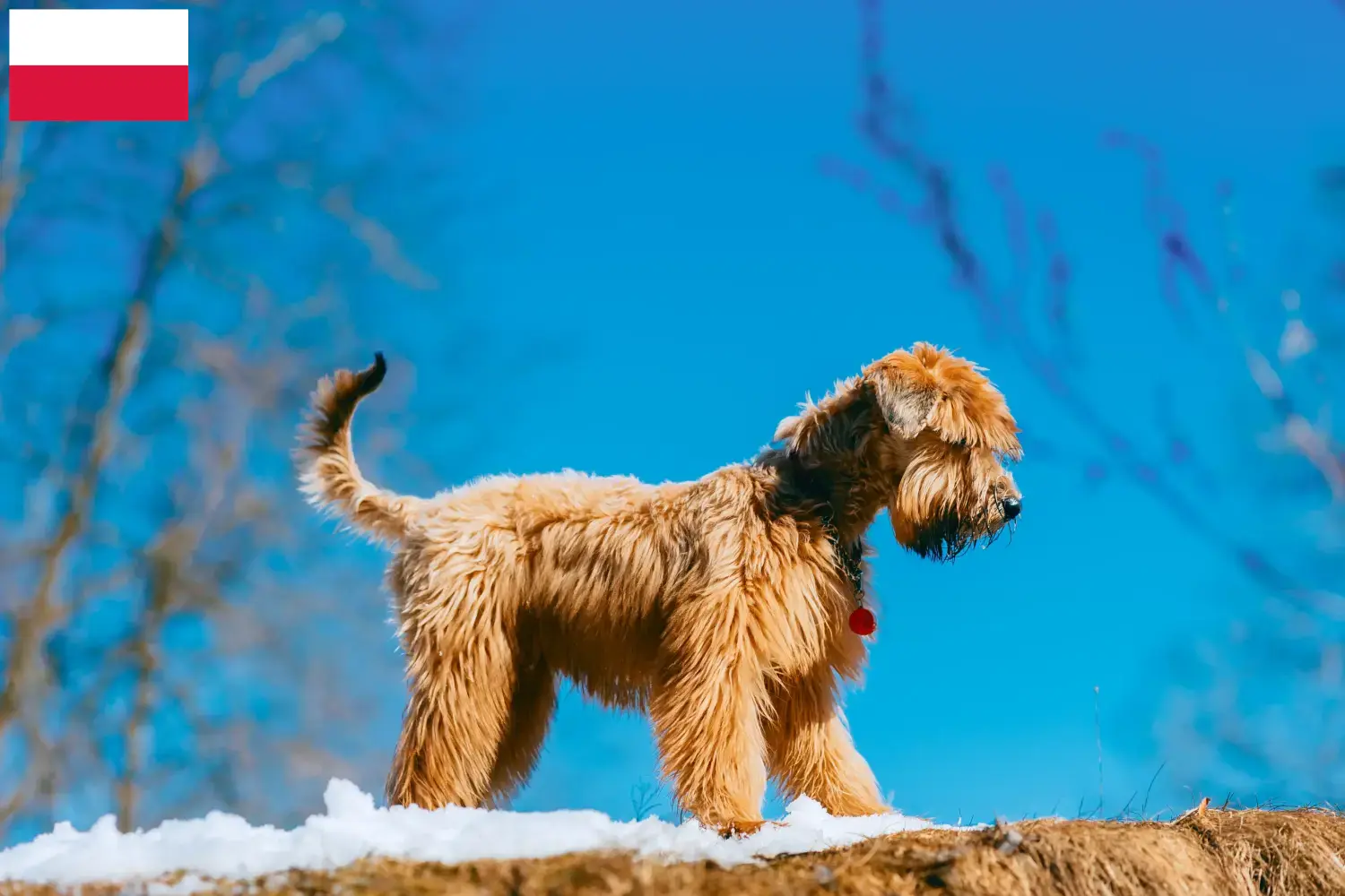 Ierse Soft Coated Wheaten Terrier puppy's en fokkers Polen Zoek Ierse Soft Coated Wheaten Terrier fokkers in Polen.