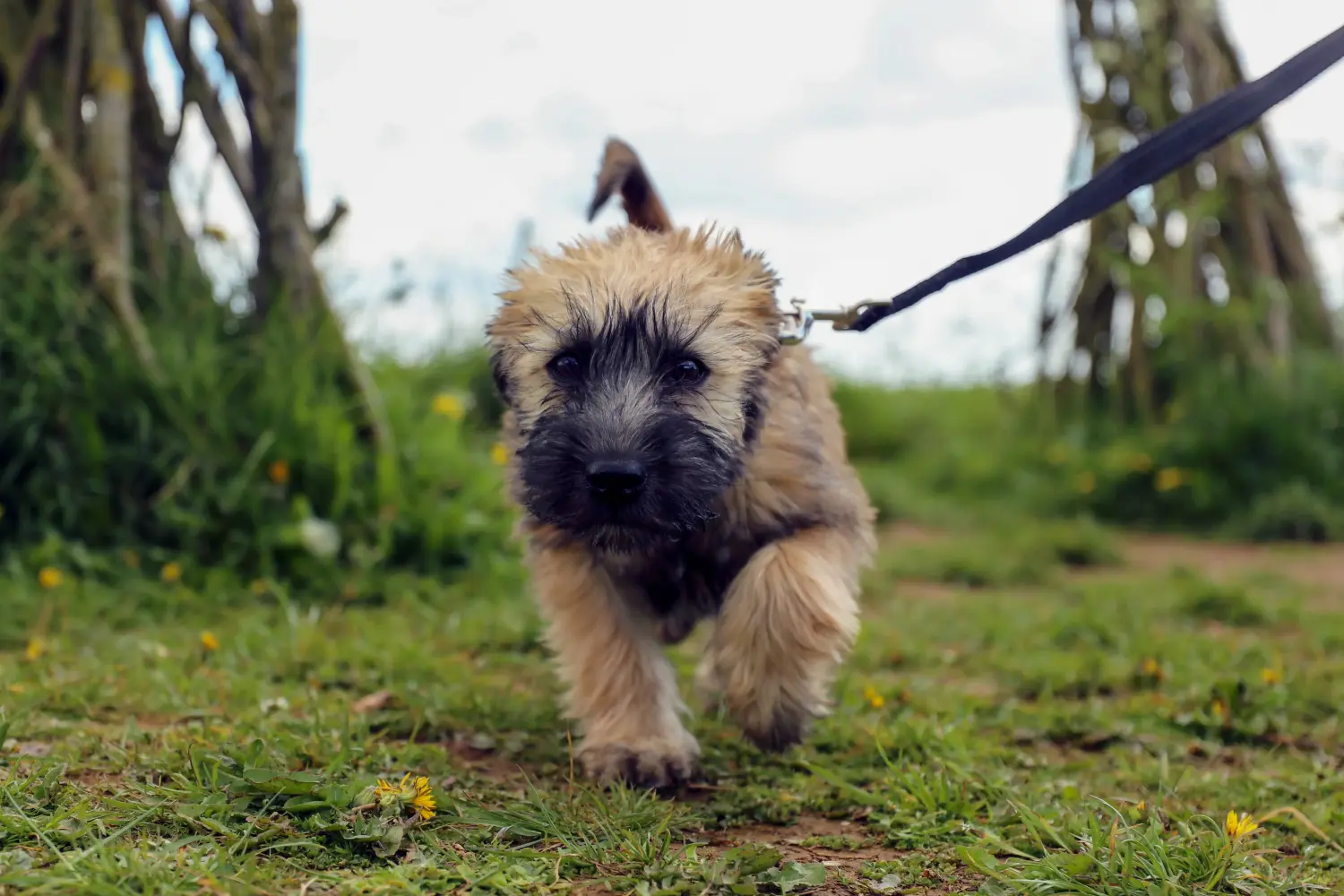 Een Ierse Soft Coated Wheaten Terrier puppy kopen betekent verantwoordelijkheid nemen! Ierse Soft Coated Wheaten Terrier puppy's kopen.
