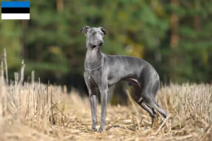 Lees meer over het artikel Italiaanse windgong fokkers en puppies in Estland