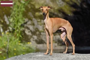 Lees meer over het artikel Italiaanse windgong fokkers en puppies in Letland