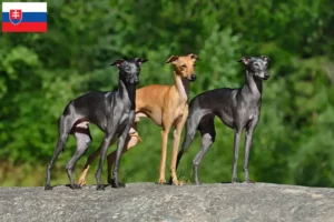 Lees meer over het artikel Italiaanse windgong fokkers en puppies in Slowakije