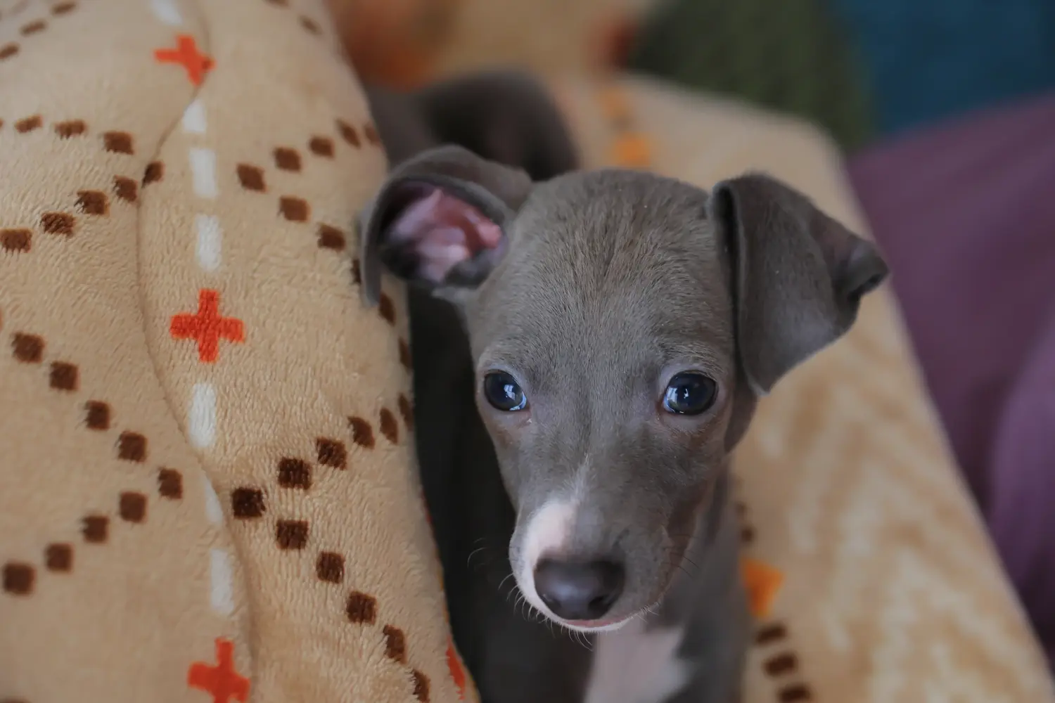 Een Italian Greyhound puppy kopen betekent verantwoordelijkheid nemen! Italiaanse windgong puppy's kopen.