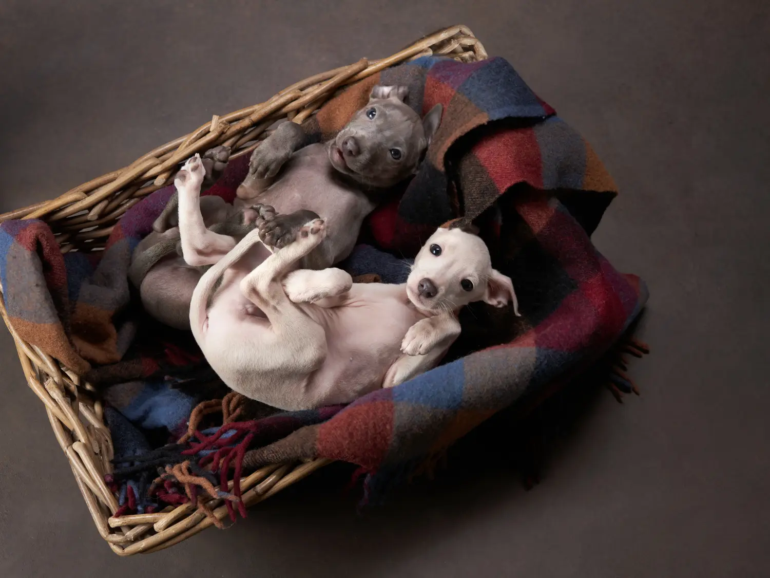 Een Italian Greyhound puppy kopen betekent verantwoordelijkheid nemen! Italiaanse windgong puppy's kopen.