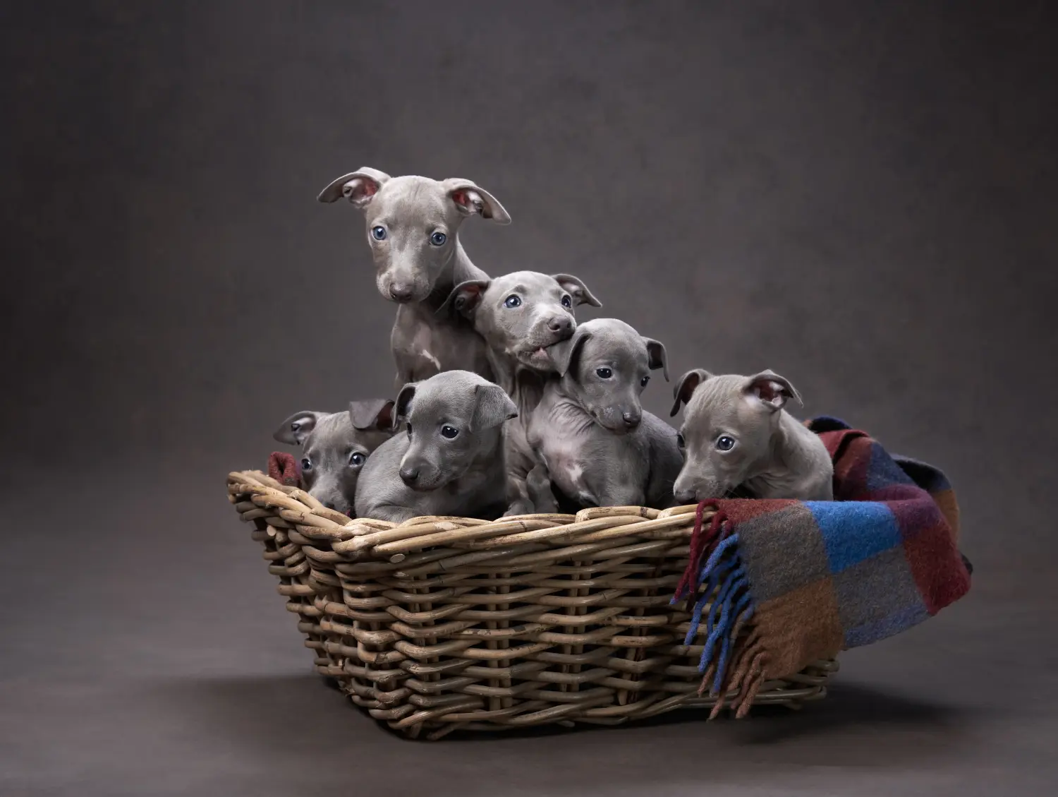Een Italian Greyhound puppy kopen betekent verantwoordelijkheid nemen! Italiaanse windgong puppy's kopen.