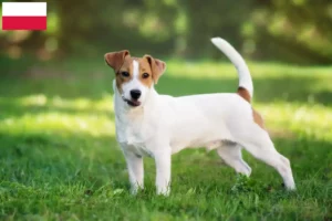 Lees meer over het artikel Jack Russell fokkers en puppy’s in Polen