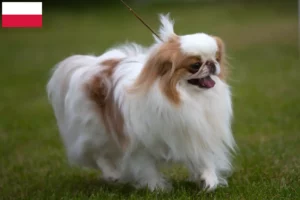 Lees meer over het artikel Japan Chin fokkers en pups in Polen