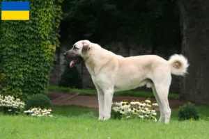 Lees meer over het artikel Kangal fokkers en puppy’s in Oekraïne