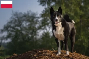 Lees meer over het artikel Karelische Berenhond fokkers en pups in Polen