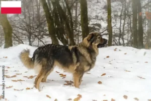 Lees meer over het artikel Karst Schapendoes fokkers en puppies in Polen