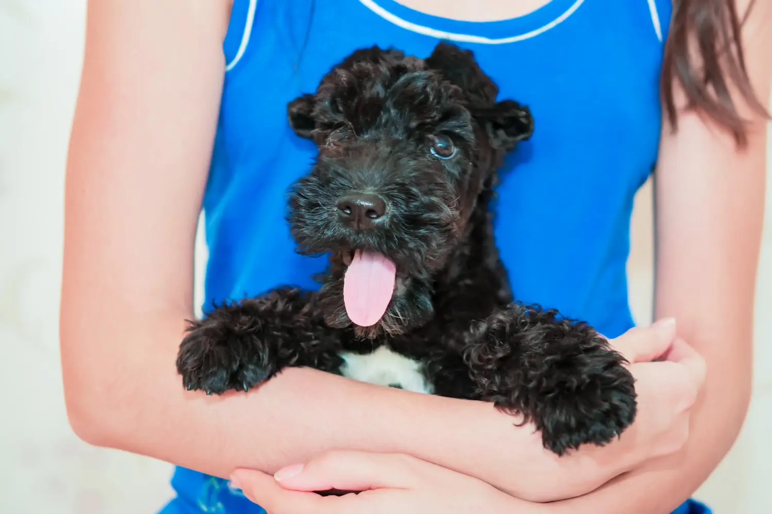Een Kerry Blue Terrier puppy kopen betekent verantwoordelijkheid nemen! Kerry Blue Terrier puppy kopen.