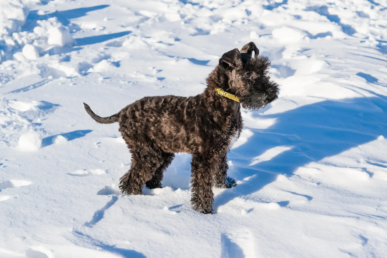 Een Kerry Blue Terrier puppy kopen betekent verantwoordelijkheid nemen! Kerry Blue Terrier puppy kopen.