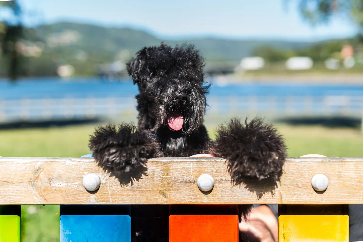 Een Kerry Blue Terrier puppy kopen betekent verantwoordelijkheid nemen! Kerry Blue Terrier puppy kopen.