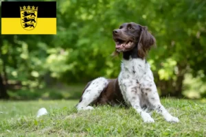 Lees meer over het artikel Kleine Münsterländer fokker en puppies in Baden-Württemberg