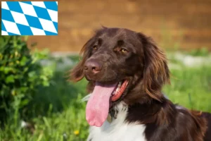 Lees meer over het artikel Kleine Münsterländer fokker en puppies in Beieren