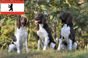 Lees meer over het artikel Kleine Münsterländer fokker en puppies in Berlijn