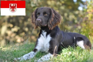Lees meer over het artikel Kleine Münsterländer fokker en puppies in Brandenburg
