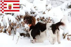 Lees meer over het artikel Kleine Münsterländer fokker en puppies in Bremen