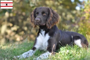 Lees meer over het artikel Kleine Münsterländer fokker en puppies in Drenthe