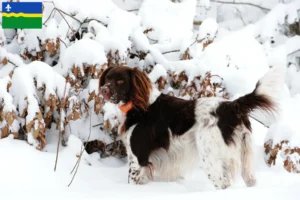 Lees meer over het artikel Kleine Münsterländer fokker en puppies in Flevoland