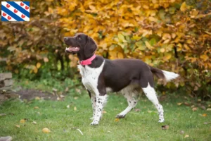 Lees meer over het artikel Kleine Münsterländer fokker en puppies in Friesland