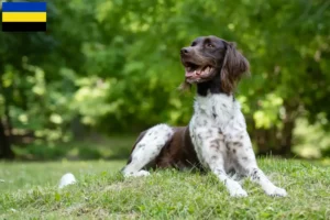 Lees meer over het artikel Kleine Münsterländer fokker en puppies in Gelderland