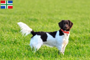 Lees meer over het artikel Kleine Münsterländer fokker en puppies in Groningen