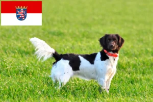 Lees meer over het artikel Kleine Münsterländer fokker en puppies in Hessen