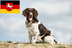 Lees meer over het artikel Kleine Münsterländer fokker en puppies in Nedersaksen