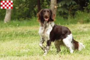 Lees meer over het artikel Kleine Münsterländer fokker en pups in Noord-Brabant