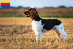 Lees meer over het artikel Kleine Münsterländer fokker en puppies in Noord-Holland