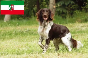 Lees meer over het artikel Kleine Münsterländer fokker en puppies in Noordrijn-Westfalen