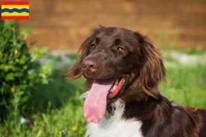 Lees meer over het artikel Kleine Münsterländer fokker en puppies in Overijssel