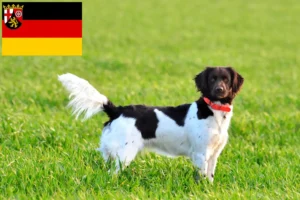 Lees meer over het artikel Kleine Münsterländer fokker en puppies in Rijnland-Palts