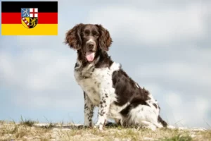 Lees meer over het artikel Kleine Münsterländer fokker en puppies in Saarland