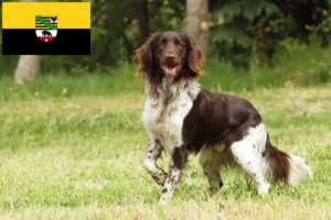 Lees meer over het artikel Kleine Münsterländer fokker en puppies in Saksen-Anhalt