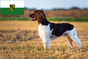 Lees meer over het artikel Kleine Münsterländer fokker en puppies in Saksen