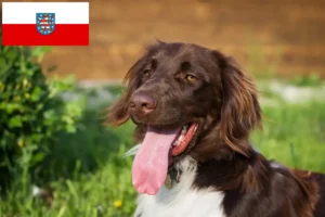 Lees meer over het artikel Kleine Münsterländer fokker en puppies in Thüringen