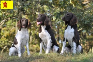 Lees meer over het artikel Kleine Münsterländer fokker en puppies in Zuid-Holland